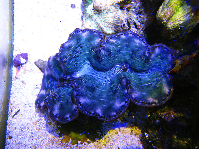 Clam - Rosebud161616's 15 gallon custom built nano