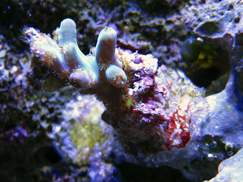 DeepwaterAcro - Rosebud161616's 15 gallon custom built nano