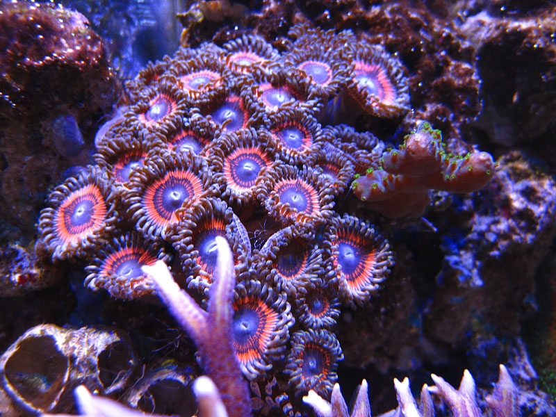 DevilsArmor - Rosebud161616's 15 gallon custom built nano