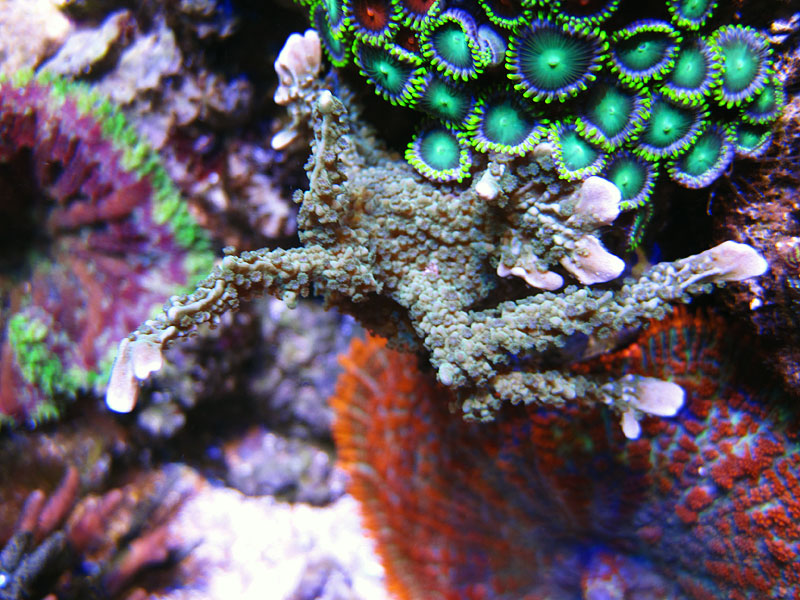 Elkhorn - Rosebud161616's 15 gallon custom built nano