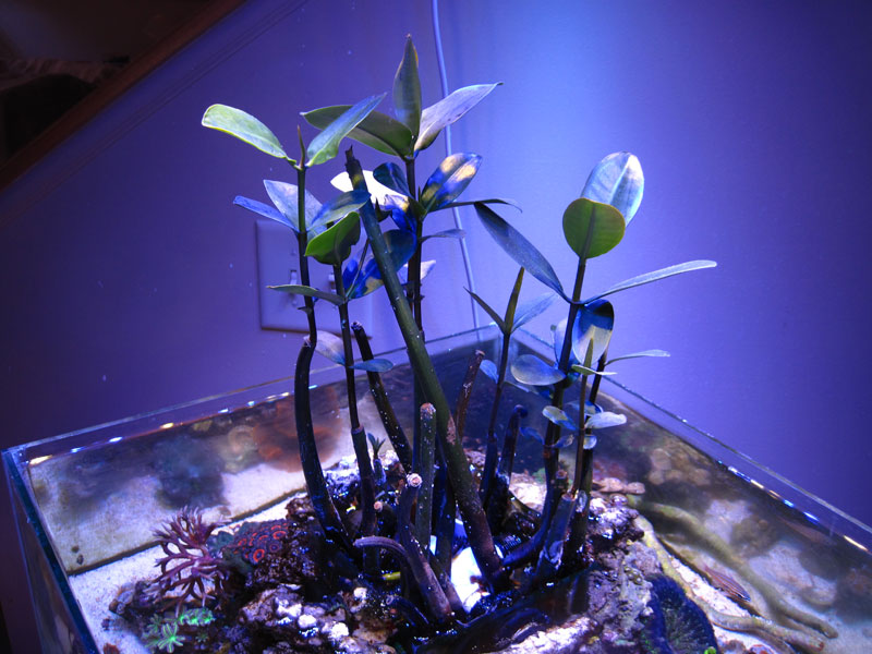 Mangroves - Rosebud161616's 15 gallon custom built nano
