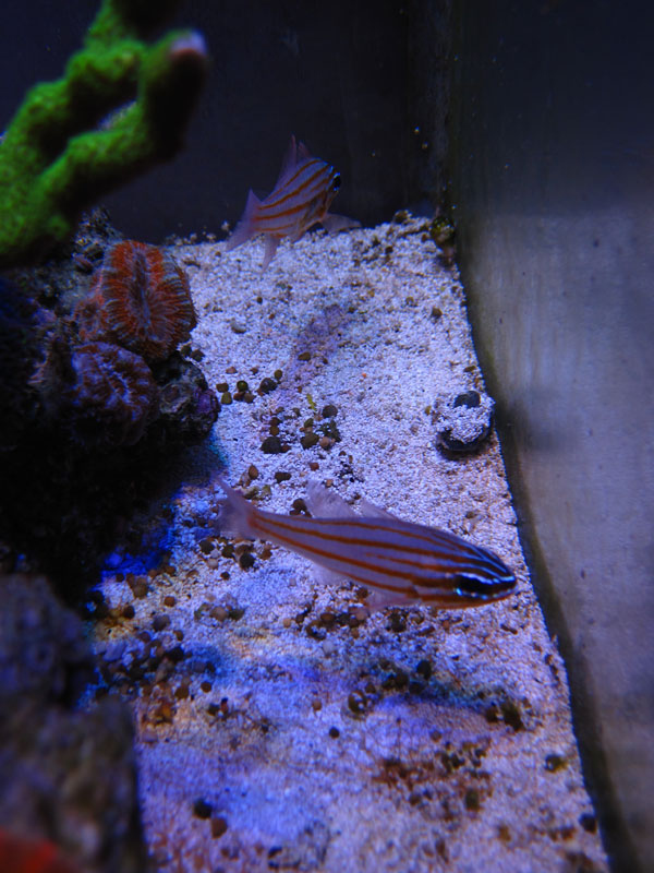 OrangeLineCardinals - Rosebud161616's 15 gallon custom built nano