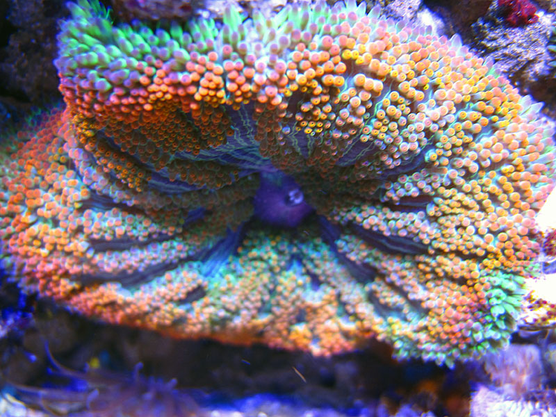 RainbowMaxiMini - Rosebud161616's 15 gallon custom built nano