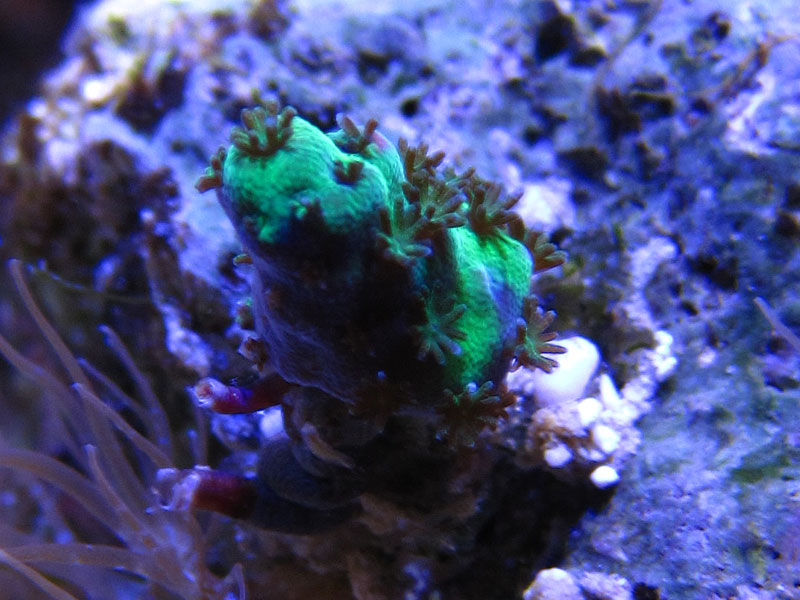 RedPlanet - Rosebud161616's 15 gallon custom built nano