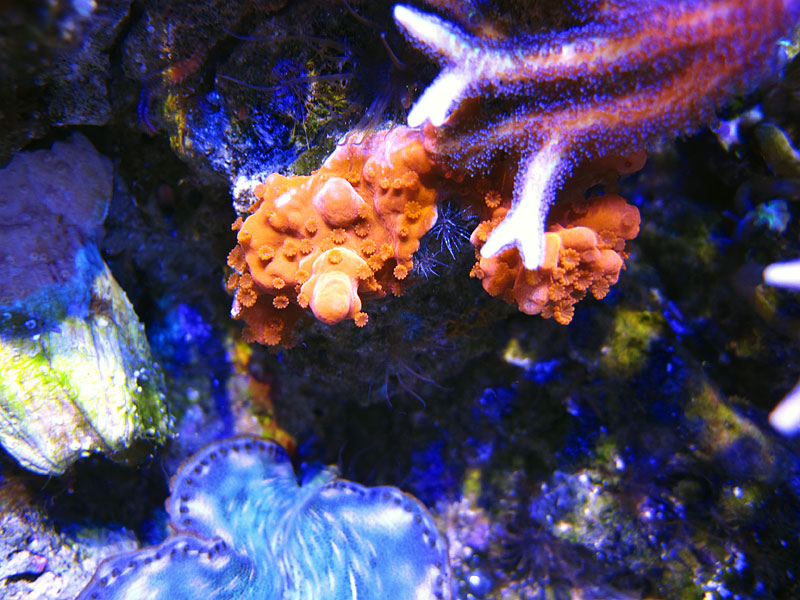 Setosa - Rosebud161616's 15 gallon custom built nano