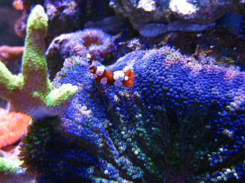 SexyBlueMaxiMini - Rosebud161616's 15 gallon custom built nano