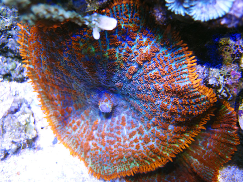 SupermanMushroom - Rosebud161616's 15 gallon custom built nano