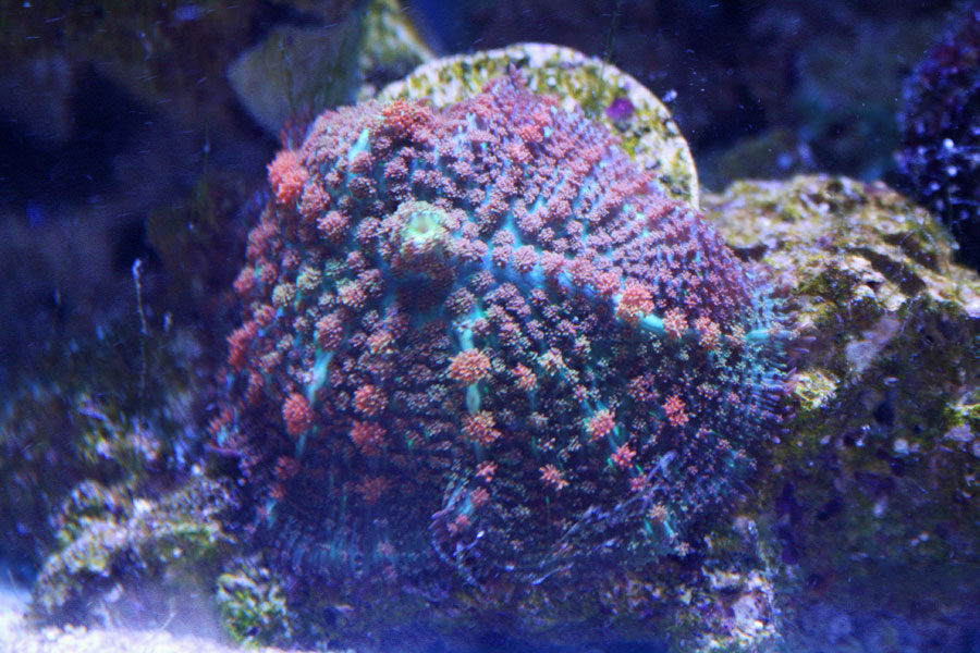 mushroom2 - Rosebud161616's 15 gallon custom built nano