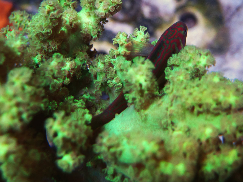 Green Clown Goby - Holiday Photo Contest - sponsored by The Alternative Reef