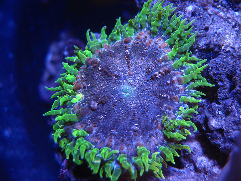 Rock Anemone Green - Holiday Photo Contest - sponsored by The Alternative Reef