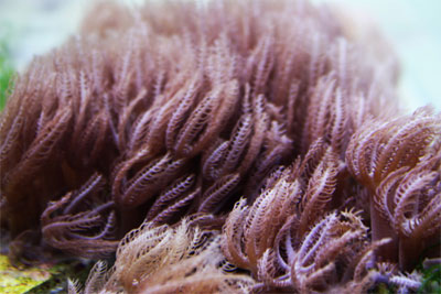 Anthelia - A2 Reefers 3rd annual Frag Swap!!! What are you Bringing???