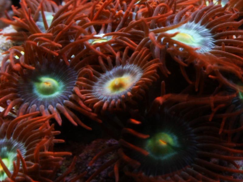 Flaming Rainbows - A2 Reefers 3rd annual Frag Swap!!! What are you Bringing???