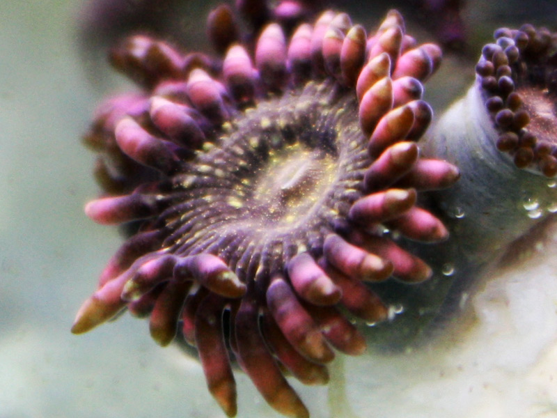 Pink and Golds - A2 Reefers 3rd annual Frag Swap!!! What are you Bringing???