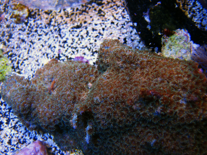IMG 0334 - ID this coral