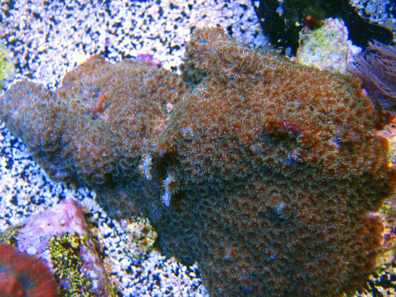 IMG 0335 - ID this coral