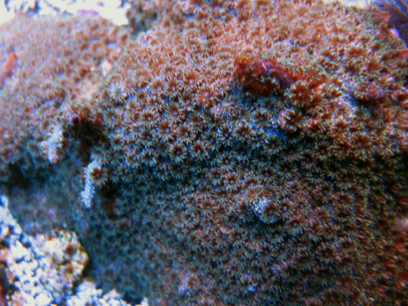 IMG 0336 - ID this coral