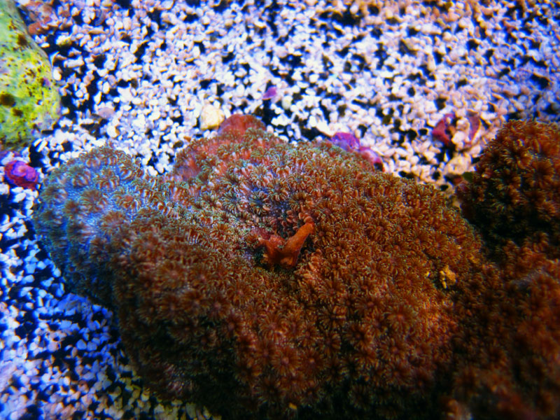 IMG 0337 - ID this coral