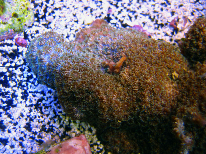IMG 0338 - ID this coral
