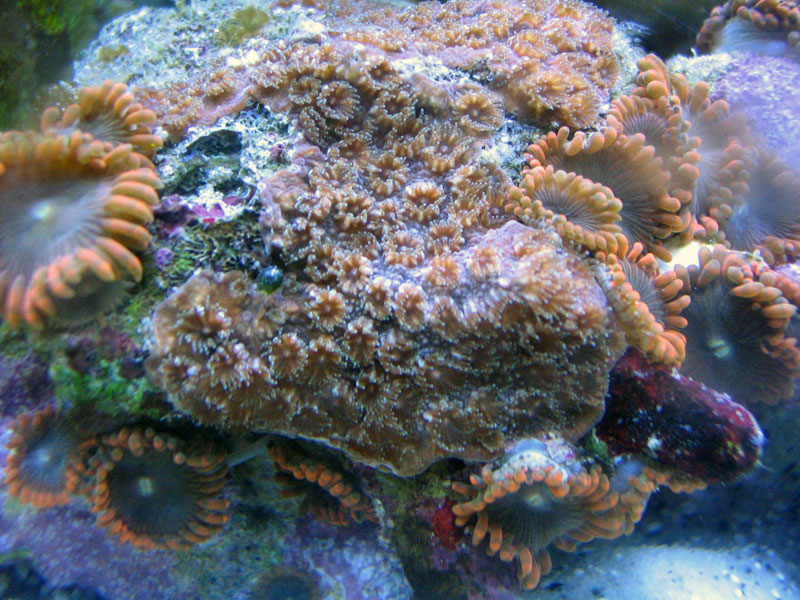 Unknown Coral2 - ID this coral