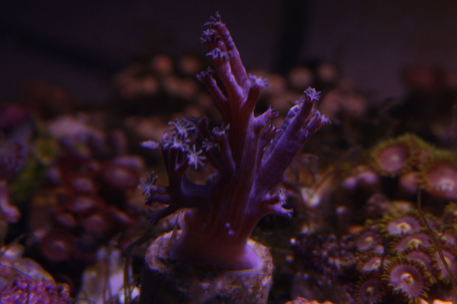 Blue Xenia - A2 Reefers 3rd annual Frag Swap!!! What are you Bringing???