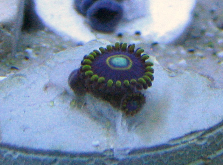 Blue Steel Zoa