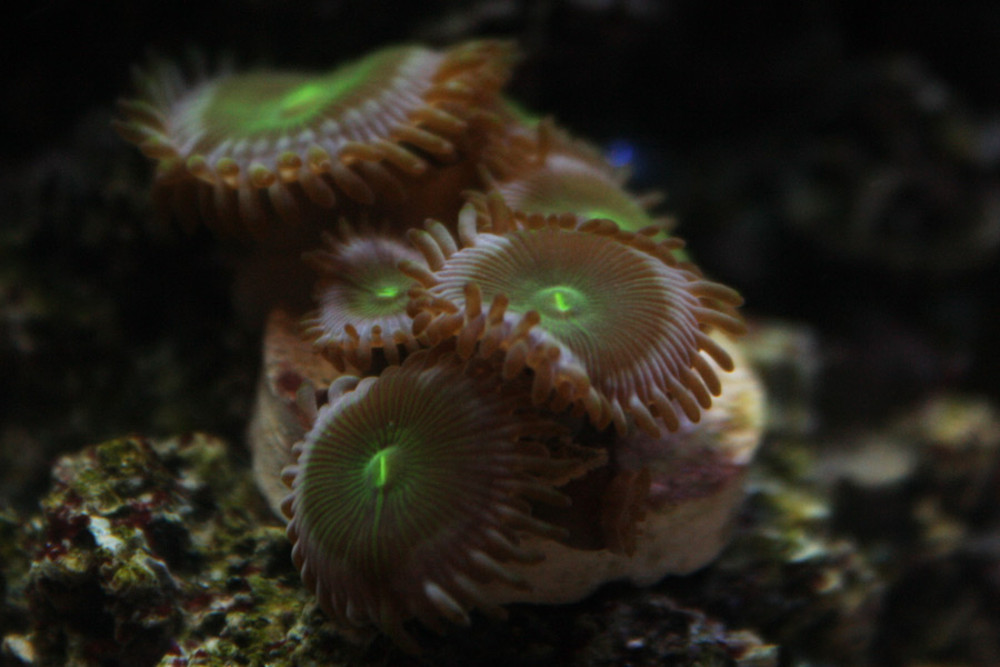 Monster Lips - A2 Reefers 3rd annual Frag Swap!!! What are you Bringing???