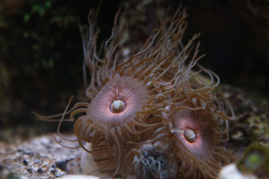Pink Palys - A2 Reefers 3rd annual Frag Swap!!! What are you Bringing???